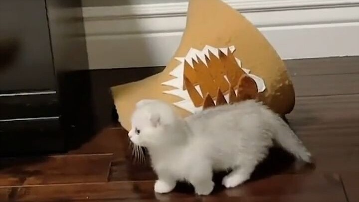 [Short video] Cat Day [Heaven says ひよ]