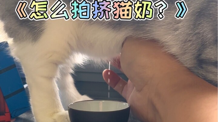 你们学会挤猫奶了么？