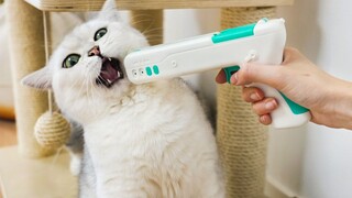Mainan paling aneh tahun 2020, saya beli semuanya supaya kucing saya bisa bermain, dan saya langsung