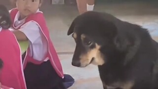 الكلب الضال الذي تبنته روضة الأطفال، يبقى هادئًا وبجوار الأطفال كلما حضر الصغار إلى المدرسة، وقد أحب