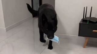 The Black Dog is Just Pure Fun, I Promise You It Makes You Laugh