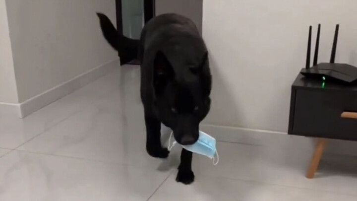 The Black Dog is Just Pure Fun, I Promise You It Makes You Laugh