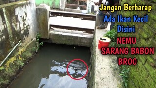 BAWAH JEMBATAN JADI SARANG BABON || SEKALI NGAJAR TARIKANNYA BROOO...