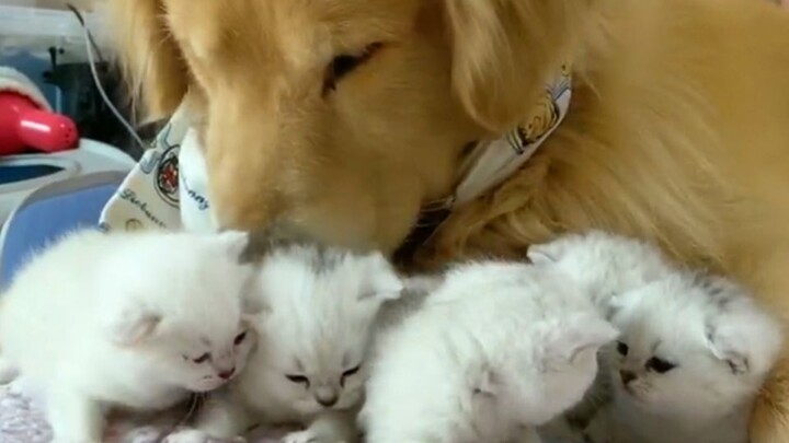 Such a great bond! The golden retriever is helping the cat take care of her kittens—so adorable!