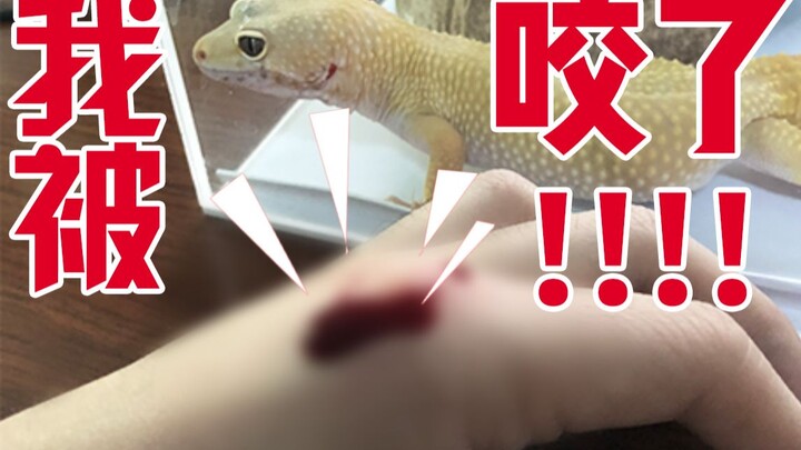 守宫千万不要混养！丨试试就逝世
