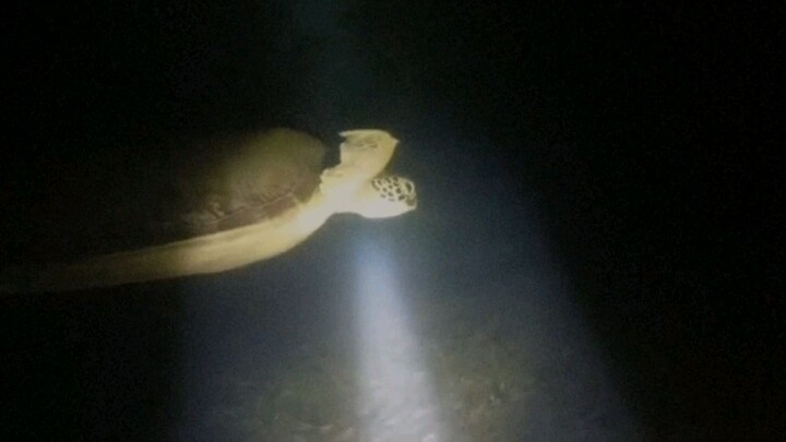 SEA TURTLE|PHILIPPINES|NIGHT DIVE