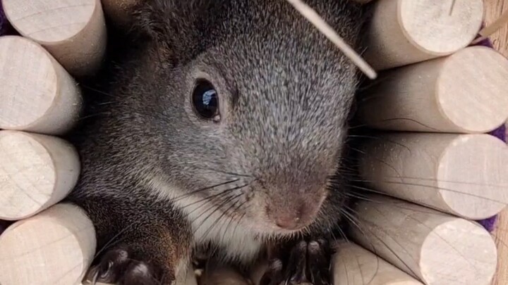 Never provoke a squirrel defending its winter nest—expect a fight to the death.
