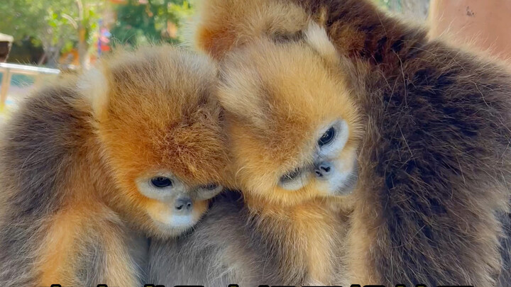 Why are golden monkeys so docile?