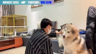 Cuối tuần chăm lông cho cặp gấu bông Alaska bự con 😄😅😅.