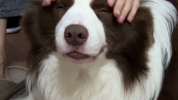 鱼仔试图说话，但发音不是很煲准