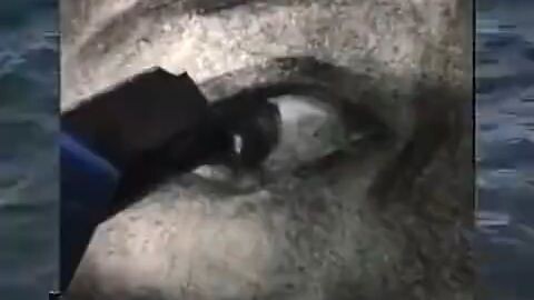 gambar yang sangat bagus bang 🤣🤣🤣