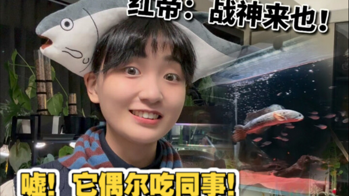 养鱼日记｜天啊！它把同事都吃完啦？！