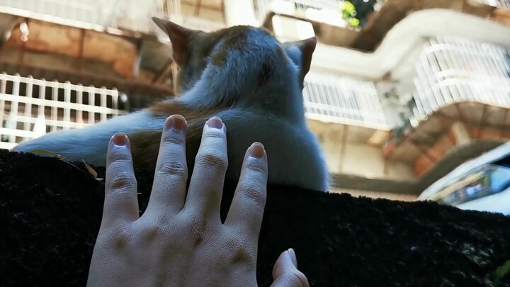 Menyentuh leher dari belakang untuk menyapa kucing... Terlalu berlebihan!