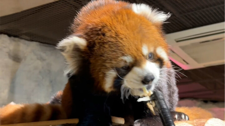 Don't miss this zoo!