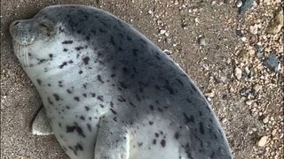 Little Seal: Can't Get Up in Winter