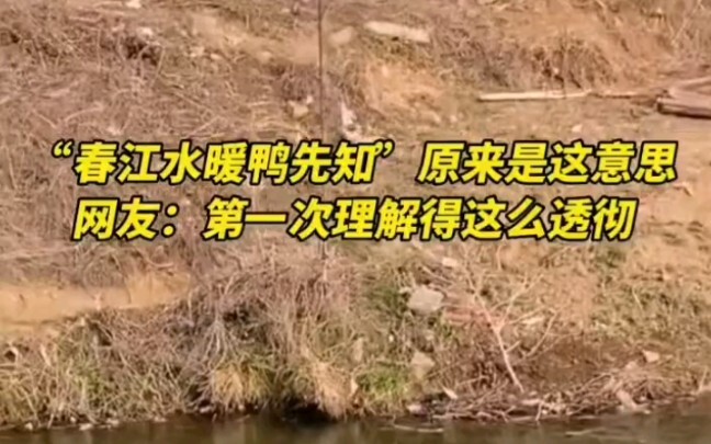 “Ducks are the first to know when the spring river warms up” — turns out this is what it looks like!