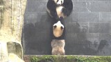 Panda Raksasa|Momen Lucu