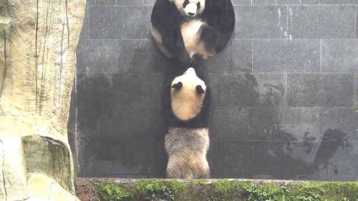 熊团子：妈妈，别光顾着自己躲雨啊，快拉我一把