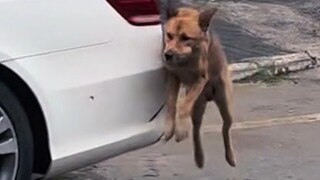 Anjing: "Siapa yang tidak punya keterampilan unik saat ini?"
