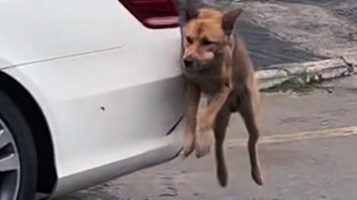 Dog: "Who doesn't have a unique skill these days?"