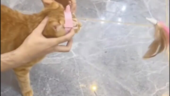 Automatic Cat Teaser Rod