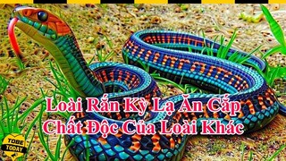 🔴 10 Loài Rắn Kì Quái Nhất Thế Giới, Con Thứ 3 Còn Ăn Cắp Chất Độc Của Loài Khác Để Sử Dụng