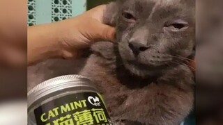 “珍爱猫命，远离猫薄荷”