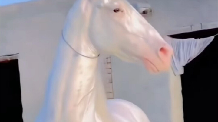 Luxury Horse Catalog: From the 800,000-yuan Friesian to the 5,000-yuan Working Horse—Which One Can M