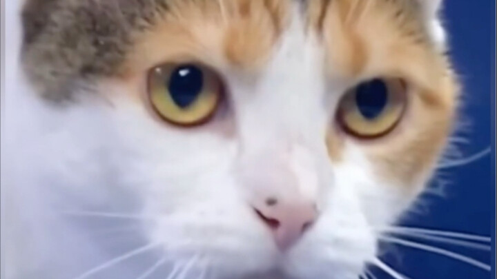 แมวตัวนี้...???