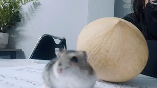 Hamster của tôi mỗi khi thấy gái xinh đi ngang qua