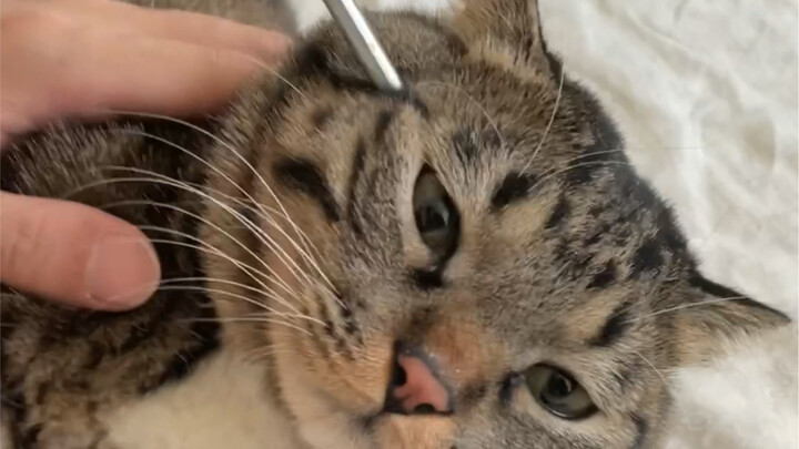 “Cultivating the Kitten”