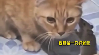 แมวและหนูร่วมทีมกัน!