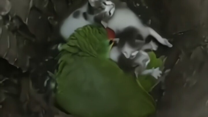 The parrot that’s been missing for days is actually taking care of a baby kitten!