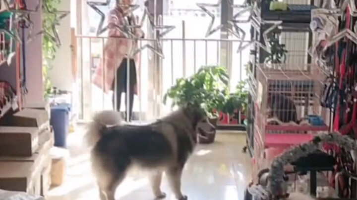 Chủ cửa hàng thú cưng vắng mặt, chú chó tự đảm nhận nhiệm vụ lấy thức ăn cho chó và giao đồ ăn tận n