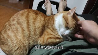 这只猫真的巨体贴难人。