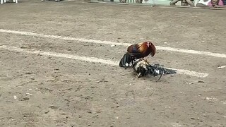 magulang talaga lumaro ang killsaw