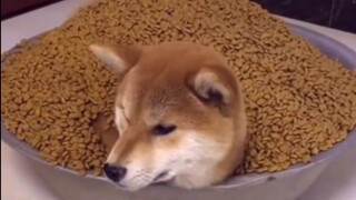 狗子：“给我整不会了”