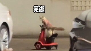 【动物配音】您点的特惠拼车到了