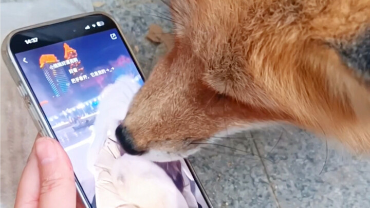 When I showed my fox the video of the Harbin snow fox…
