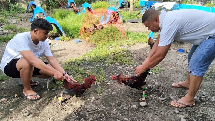 SBR VS BUTCHER CROSS