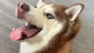 Erha: If you reward me with a few slaps sooner rather than later, I’ll be obedient!