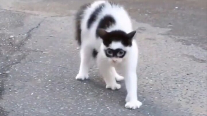 Ối trời ơi, mèo cướp biển!