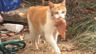 The Fact Behind A Cat Steal A Chicken Breast Everyday