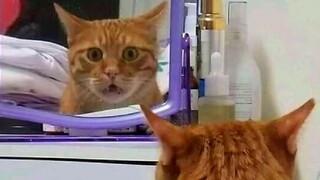 FUNNY CAT MEMES COMPILATION OF 2023 V14