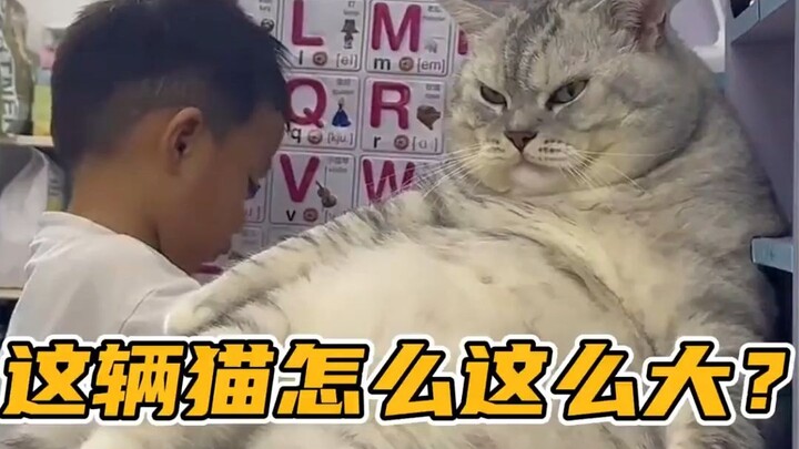Trước khi xem, chỉ là một con mèo thì có gì to tát; sau khi xem, sao lại có hẳn một chiếc ô tô mèo?