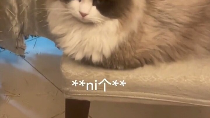 Pria ubah gorden jadi “kaktus” pakai tusuk gigi demi menghilangkan kebiasaan buruk kucingnya