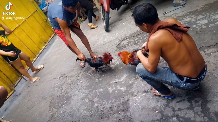 Melsim black vs GB sweater #RJAYGAMEFOWL