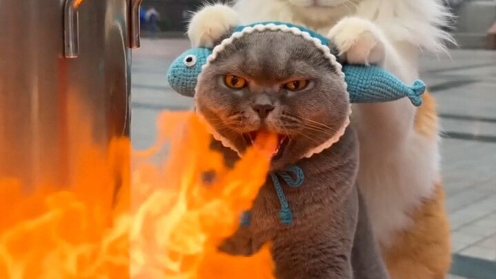 Mi instan bumbu khusus dari Master Mi, kucing di sebelah sampai menangis karena ngiler~