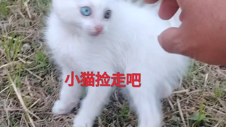 Chú bác dạy mèo