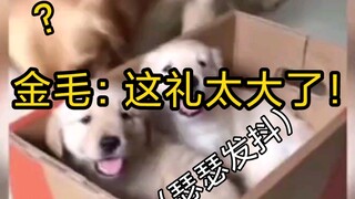 金毛：这礼太大了……